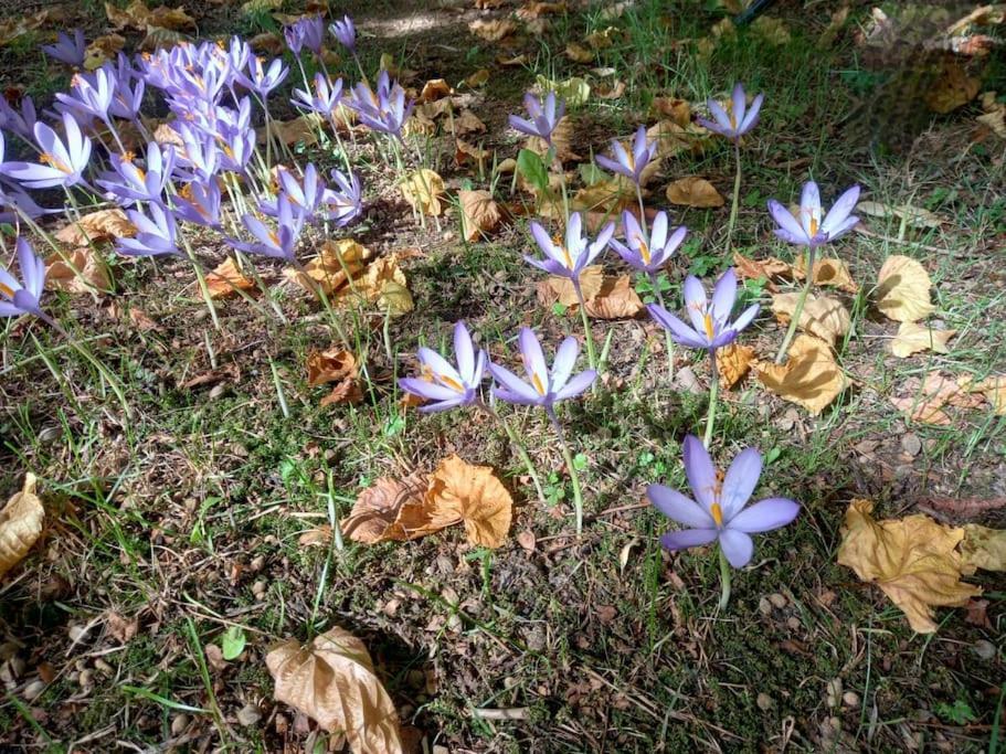 Gite L'Enclos O Rendez-Vous Roquefeuil-Pays De Sault- Avec Jardin エクステリア 写真